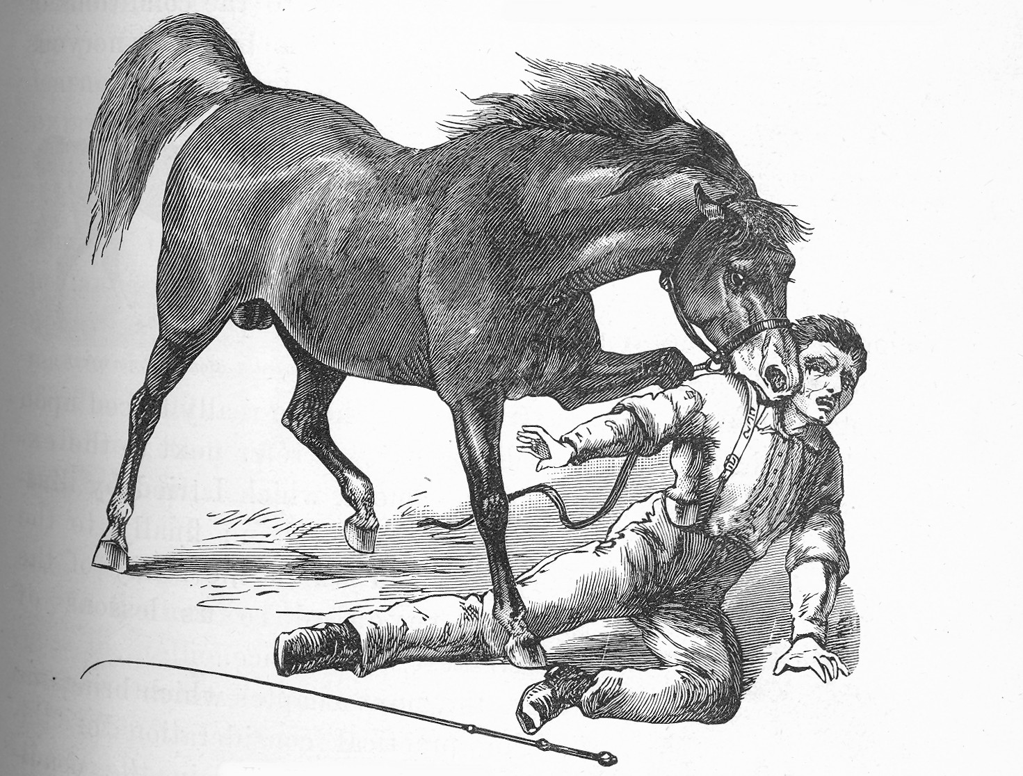 Deadly Equines The Shocking True Story of MeatEating & Murderous Horses
